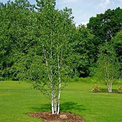 Береза бумажная  Береза бумажная в Череповце