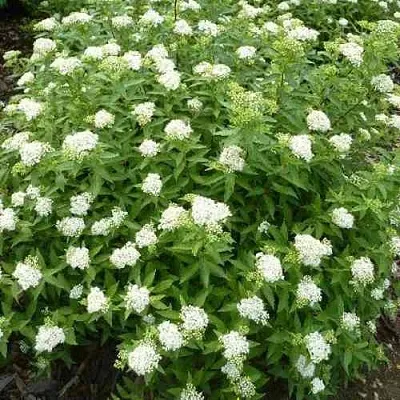 Спирея АЛЬБИФЛОРА японская  Спирея АЛЬБИФЛОРА японская в Череповце