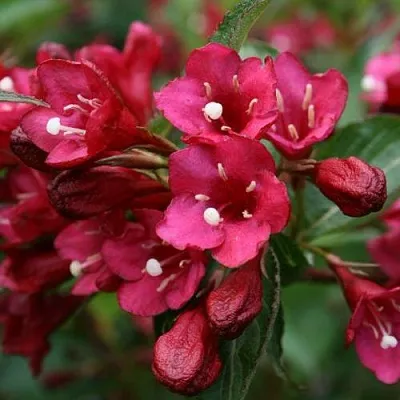 Вейгела ЕВА РАТКЕ  Вейгела ЕВА РАТКЕ в Череповце