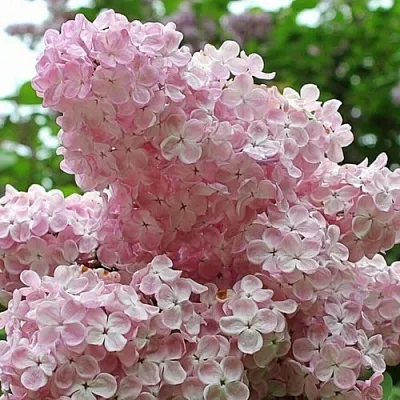 Сирень ВЕЧЕРНИЙ ЗВОН  Сирень ВЕЧЕРНИЙ ЗВОН в Череповце