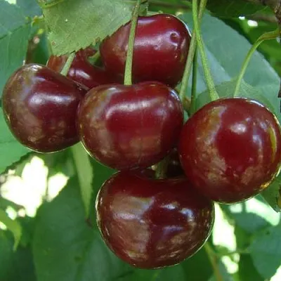 Дюк КОРМИЛИЦА  Дюк КОРМИЛИЦА в Череповце