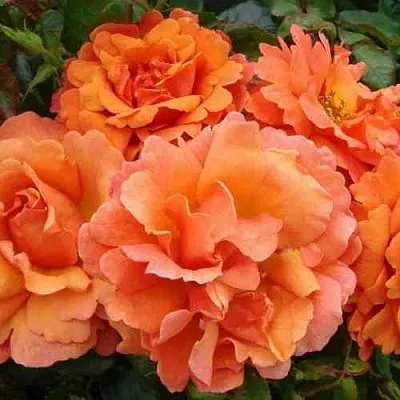 Саженцы роз БРИДЖ ОФ САЙЗ плетистая  Саженцы роз БРИДЖ ОФ САЙЗ плетистая в Череповце