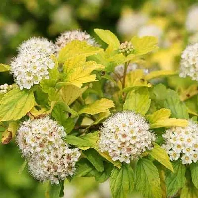 Пузыреплодник АНГЕЛ ГОЛД  Пузыреплодник АНГЕЛ ГОЛД в Череповце