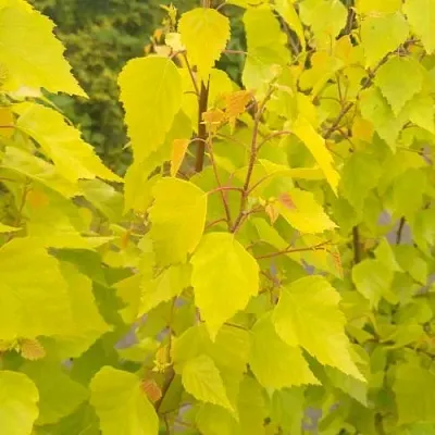 Берёза ГОЛДЕН ОБЕЛИСК повислая   Берёза ГОЛДЕН ОБЕЛИСК повислая  в Череповце