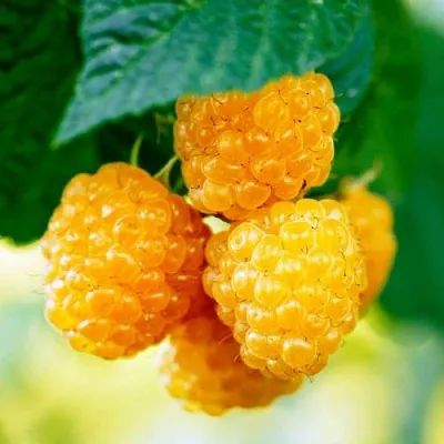 Малина МЕДОВАЯ  Малина МЕДОВАЯ в Череповце