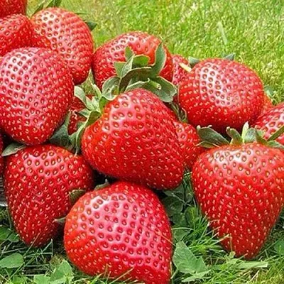 Клубника ЭЛИАНЕ  Клубника ЭЛИАНЕ в Череповце