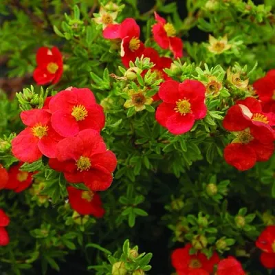 Лапчатка РЕД АЙС кустарниковая  Лапчатка РЕД АЙС кустарниковая в Череповце