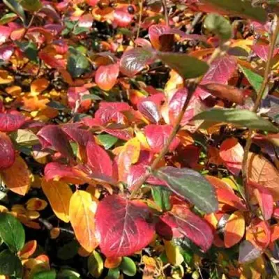 Кизильник блестящий в Череповце