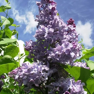 Сирень КРЫЛЬЯ НАДЕЖДЫ в Череповце