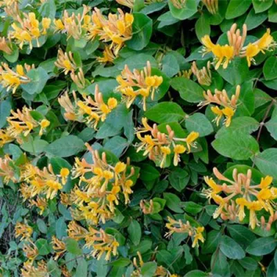 Жимолость ТЕЛЬМАНА в Череповце