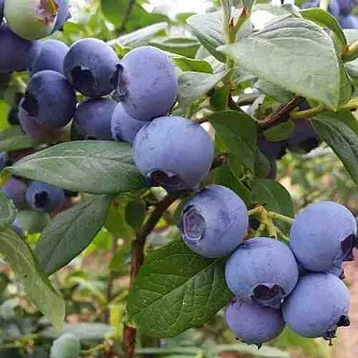 Голубика ХАРРИСОН  Голубика ХАРРИСОН в Череповце