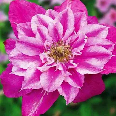 Клематис МАЙ ДАРЛИНГ   Клематис МАЙ ДАРЛИНГ  в Череповце