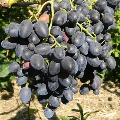 Виноград НАДЕЖДА АЗОС  Виноград НАДЕЖДА АЗОС в Череповце