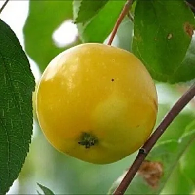 Яблоня КИТАЙКА ЖЁЛТАЯ колонновидная  Яблоня КИТАЙКА ЖЁЛТАЯ колонновидная в Череповце