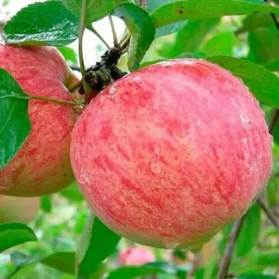 Яблоня КОРИЧНОЕ ПОЛОСАТОЕ  Яблоня КОРИЧНОЕ ПОЛОСАТОЕ в Череповце