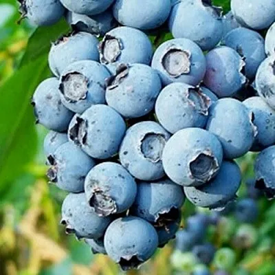 Голубика БРИГИТТА БЛЮ в Череповце