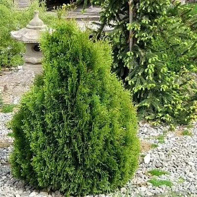 Туя МИКИ западная в Череповце