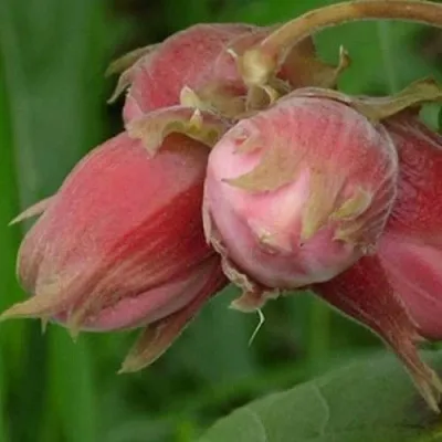 Фундук АКАДЕМИК ЯБЛОКОВ  Фундук АКАДЕМИК ЯБЛОКОВ в Череповце