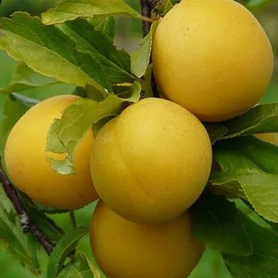 Слива СОЛНЫШКО  Слива СОЛНЫШКО в Череповце