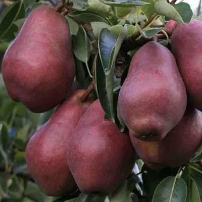 Груша РЕД ВИЛЬЯМС  Груша РЕД ВИЛЬЯМС в Череповце