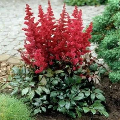 Астильба МОНТГОМЕРИ японская — описание сорта Астильба МОНТГОМЕРИ японская в Череповце