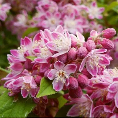 Дейция СТРОБЕРРИ ФИЛДС   Дейция СТРОБЕРРИ ФИЛДС  в Череповце