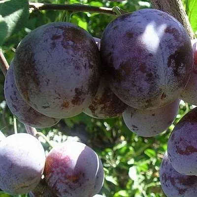 Слива РЕНКЛОД ХАРИТОНОВОЙ  Слива РЕНКЛОД ХАРИТОНОВОЙ в Череповце