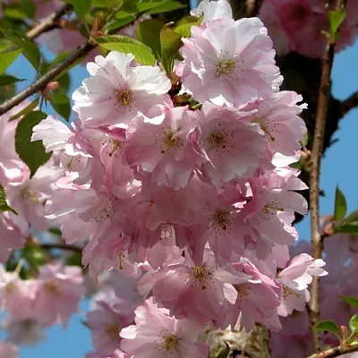 Вишня АККОЛЕЙД цветущая в Череповце