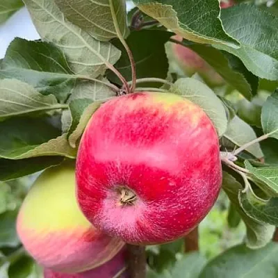 Яблоня АРБАТ колонновидная  Яблоня АРБАТ колонновидная в Череповце