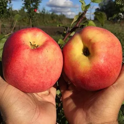 Яблоня КОВРОВОЕ стелющаяся  Яблоня КОВРОВОЕ стелющаяся в Череповце