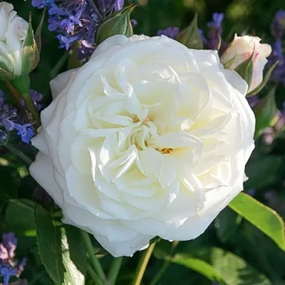 Саженцы роз АЛАБАСТЕР флорибунда  Саженцы роз АЛАБАСТЕР флорибунда в Череповце