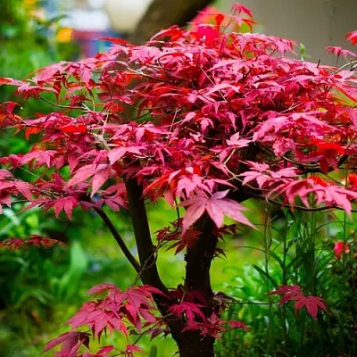 Клен дланевидный АТРОПУРПУРЕУМ  Клен дланевидный АТРОПУРПУРЕУМ в Череповце