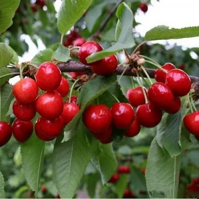 Черешня ДОНЕЦКАЯ КРАСАВИЦА  Черешня ДОНЕЦКАЯ КРАСАВИЦА в Череповце