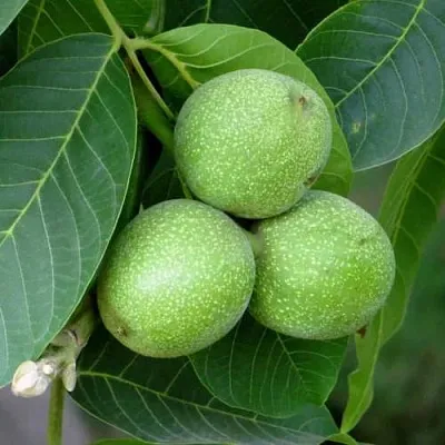 Грецкий орех ЮРИЙ ГАГАРИН  Грецкий орех ЮРИЙ ГАГАРИН в Череповце