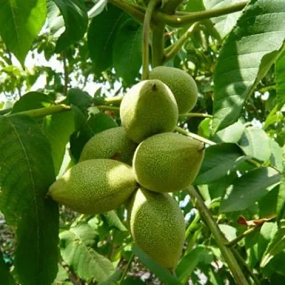 Маньчжурский орех   Маньчжурский орех  в Череповце