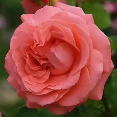 Саженцы роз ДИДИ БРИДЖУОТЕР плетистая  Саженцы роз ДИДИ БРИДЖУОТЕР плетистая в Череповце