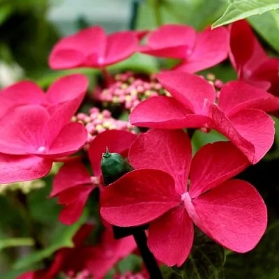 Гортензия РОТШВАНЦ крупнолистная  Гортензия РОТШВАНЦ крупнолистная в Череповце