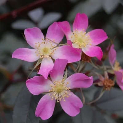 Саженцы роз сизая в Череповце