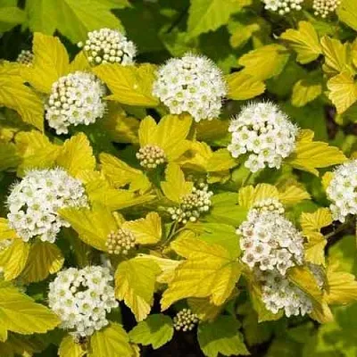 Пузыреплодник ДАРТС ГОЛД  Пузыреплодник ДАРТС ГОЛД в Череповце