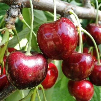 Черешня САШЕНЬКА  Черешня САШЕНЬКА в Череповце