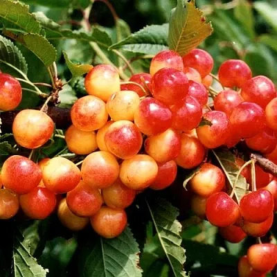 Черешня БЮТТНЕРА КРАСНАЯ  Черешня БЮТТНЕРА КРАСНАЯ в Череповце