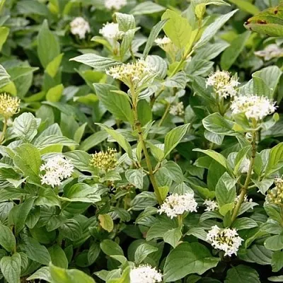 Дерен ФЛАВИРАМЕА отпрысковый   Дерен ФЛАВИРАМЕА отпрысковый  в Череповце