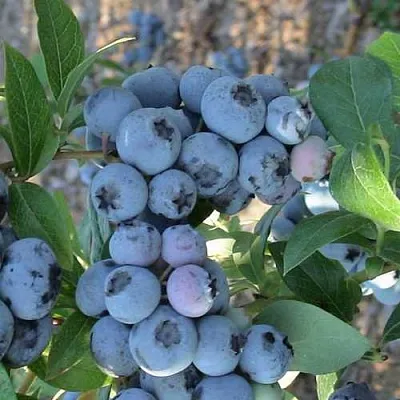Голубика НОРТЛАНД  Голубика НОРТЛАНД в Череповце