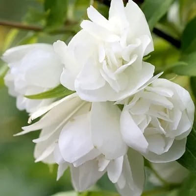 Жасмин МАНТО Д’ЭРМИН  Жасмин МАНТО Д’ЭРМИН в Череповце