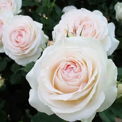 Саженцы роз ПАЛЕ РОЯЛЬ плетистая  Саженцы роз ПАЛЕ РОЯЛЬ плетистая в Череповце