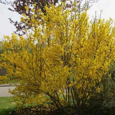 Форзиция КАМСОН промежуточная в Череповце