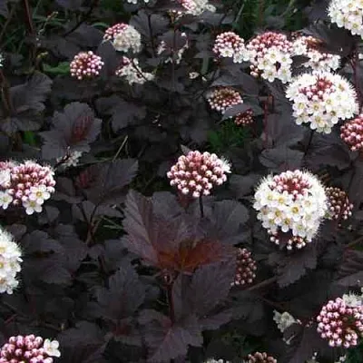 Пузыреплодник ДИАБЛО  Пузыреплодник ДИАБЛО в Череповце