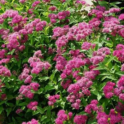 Спирея КРИСПА японская  Спирея КРИСПА японская в Череповце