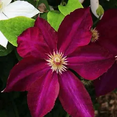 Клематис МАЗОВШЕ  Клематис МАЗОВШЕ в Череповце