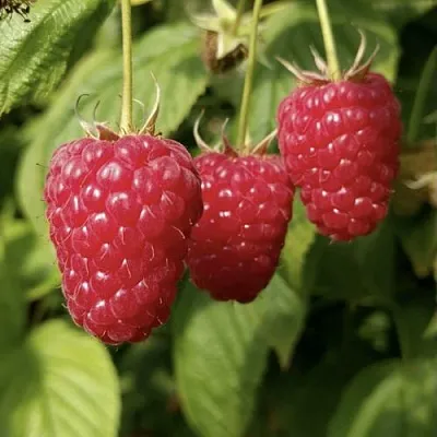 Малина МАПЕМА   Малина МАПЕМА  в Череповце